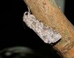 Image of Acronicta pruinosa Guenée 1852