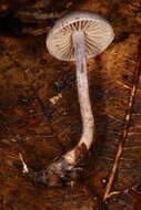Image of Cortinarius perviolaceus Murrill 1946