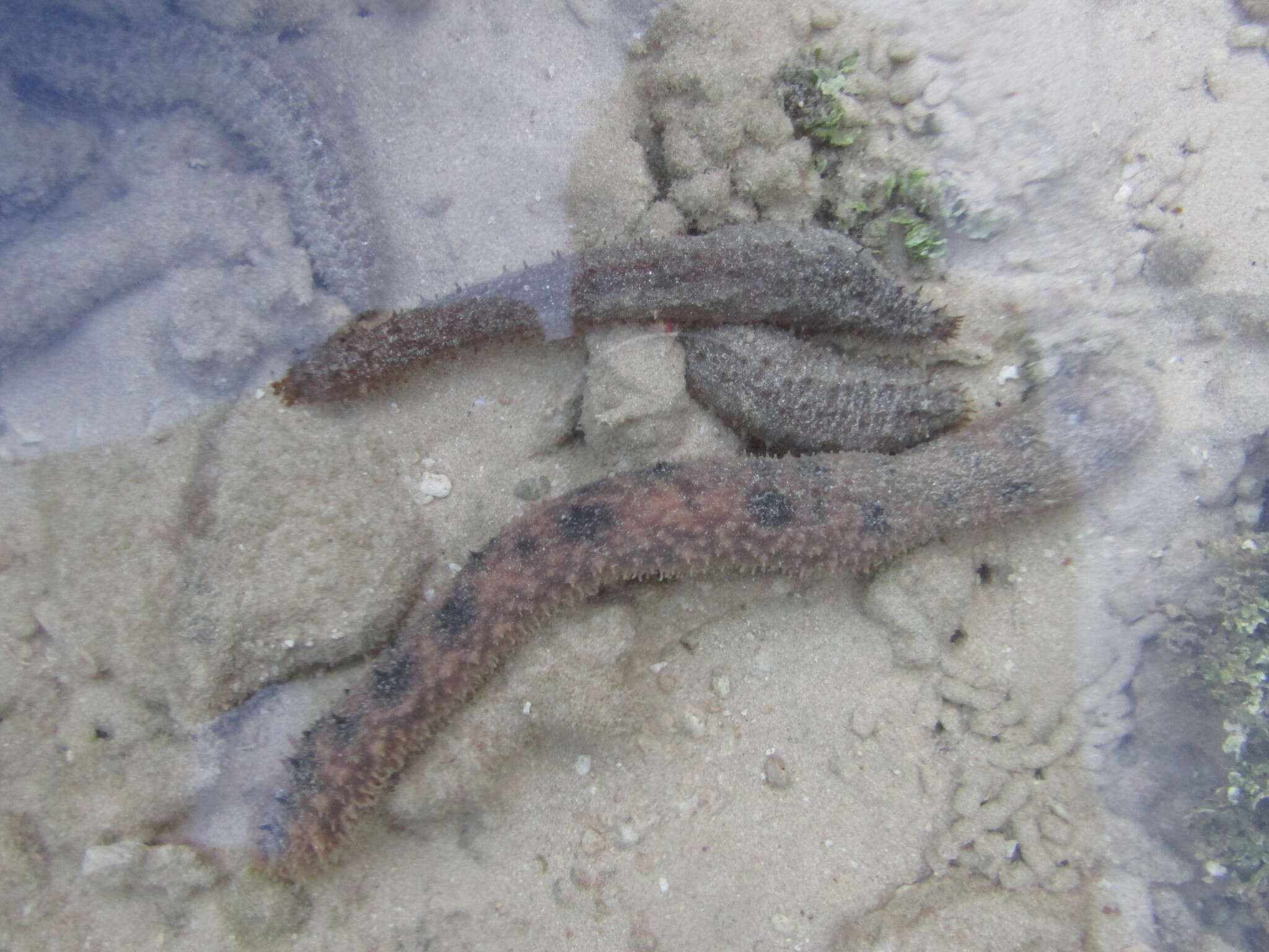 Image of Holothuria (Lessonothuria) verrucosa Selenka 1867