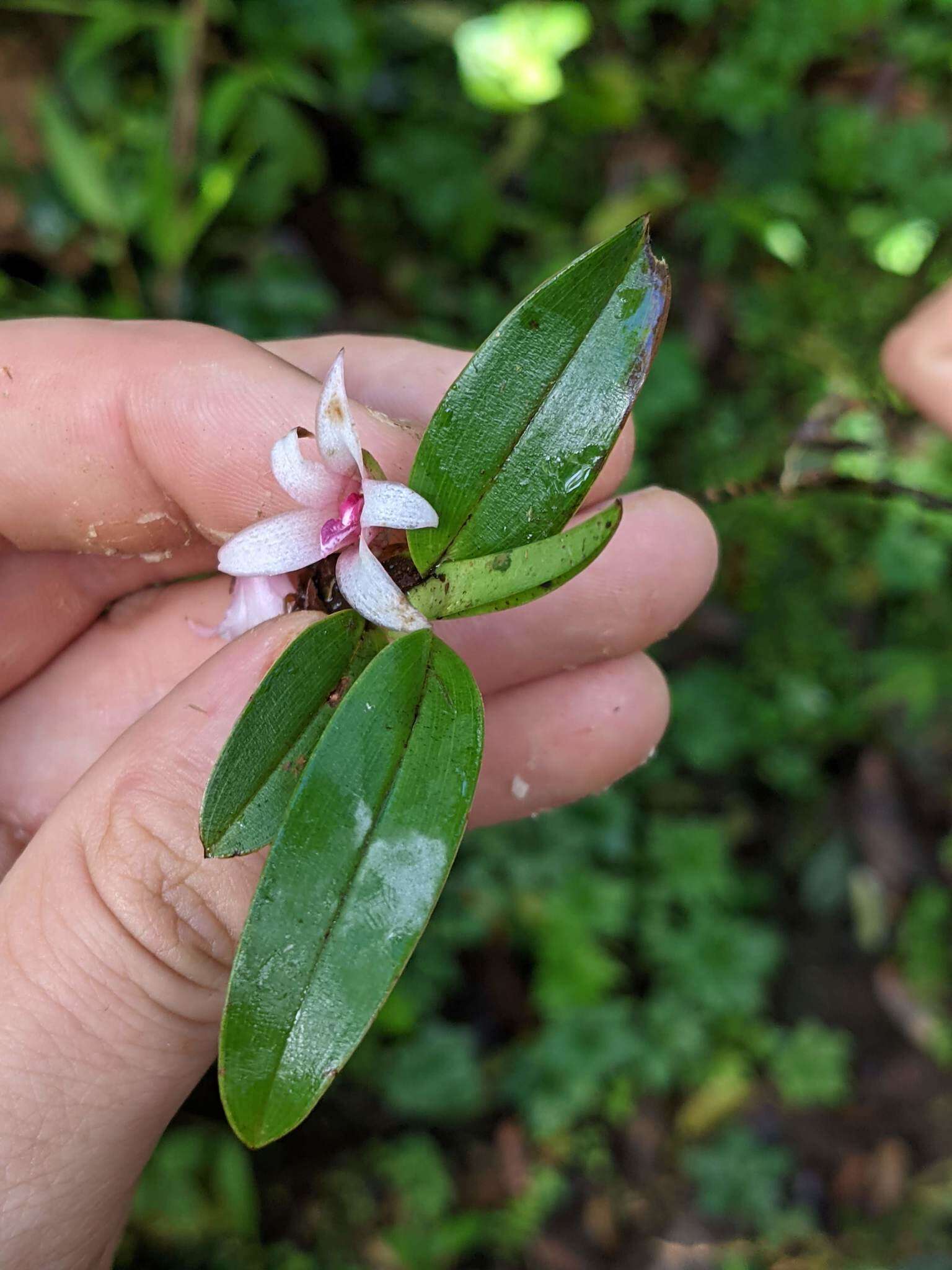 Image of Maxillaria schlechteriana J. T. Atwood