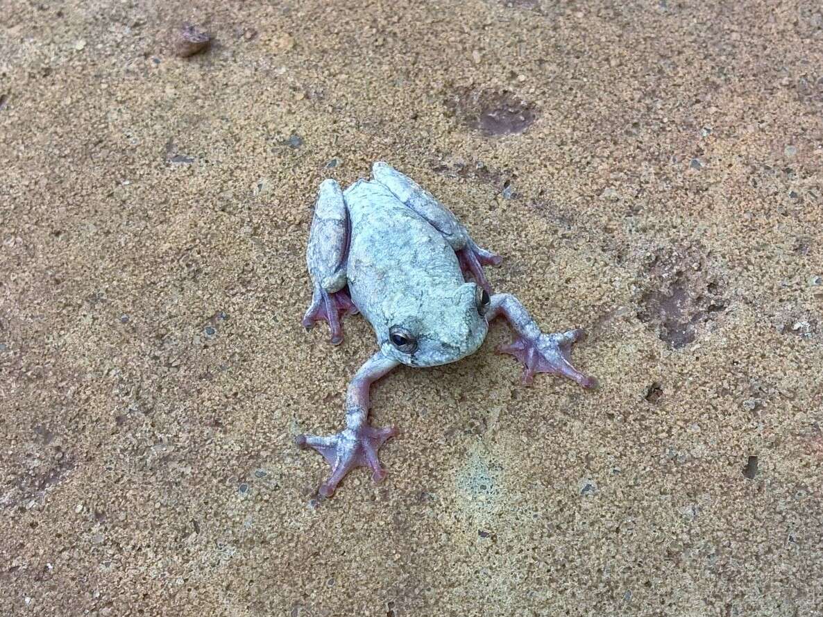 Image of African Foam-nest Treefrog