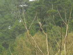 Image of Freckle-breasted Woodpecker