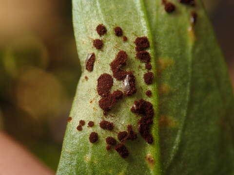 Image of Puccinia antirrhini Dietel & Holw. 1897