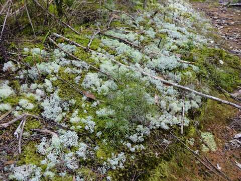 Image of Cladonia confusa R. Sant.