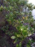 Image of Ixora dzumacensis Guillaumin