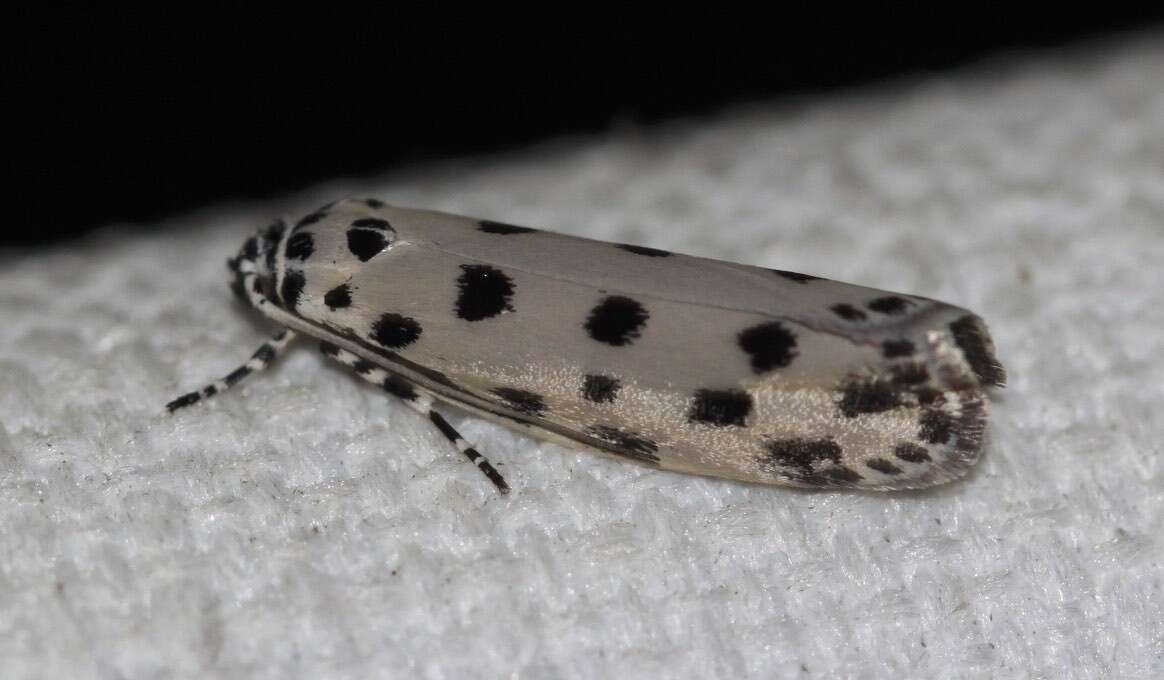 Image of Ethmia sphaerosticha Meyrick 1886