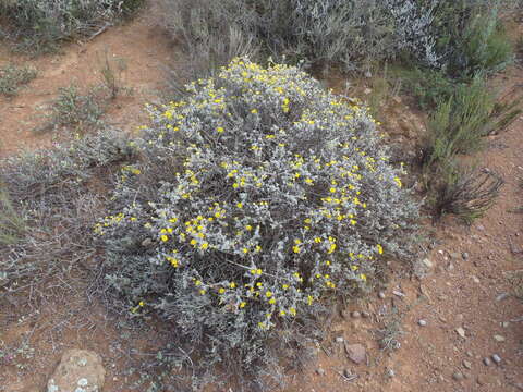 Image of Oedera humilis (Less.) N. G. Bergh