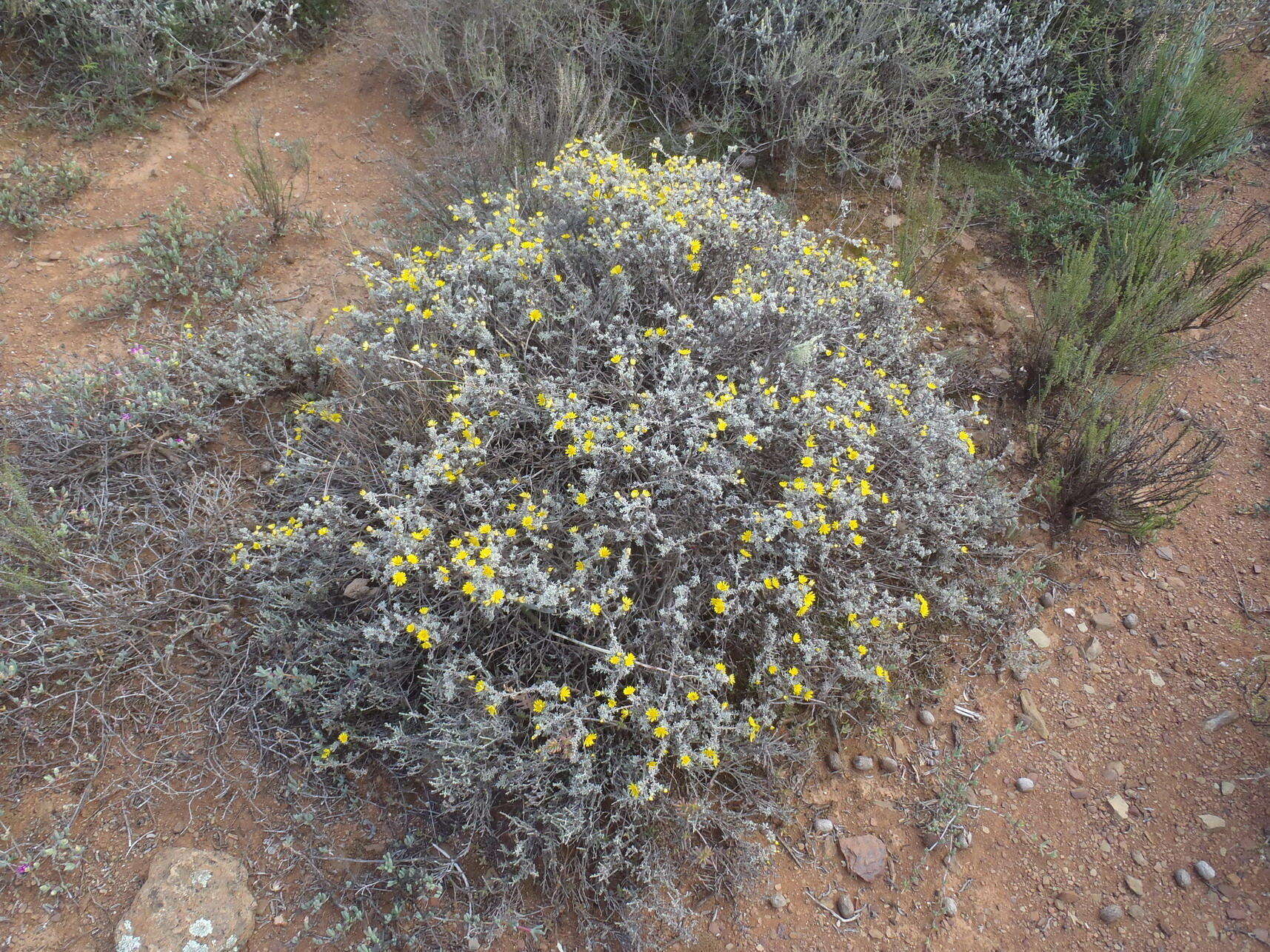 Image of Oedera humilis (Less.) N. G. Bergh