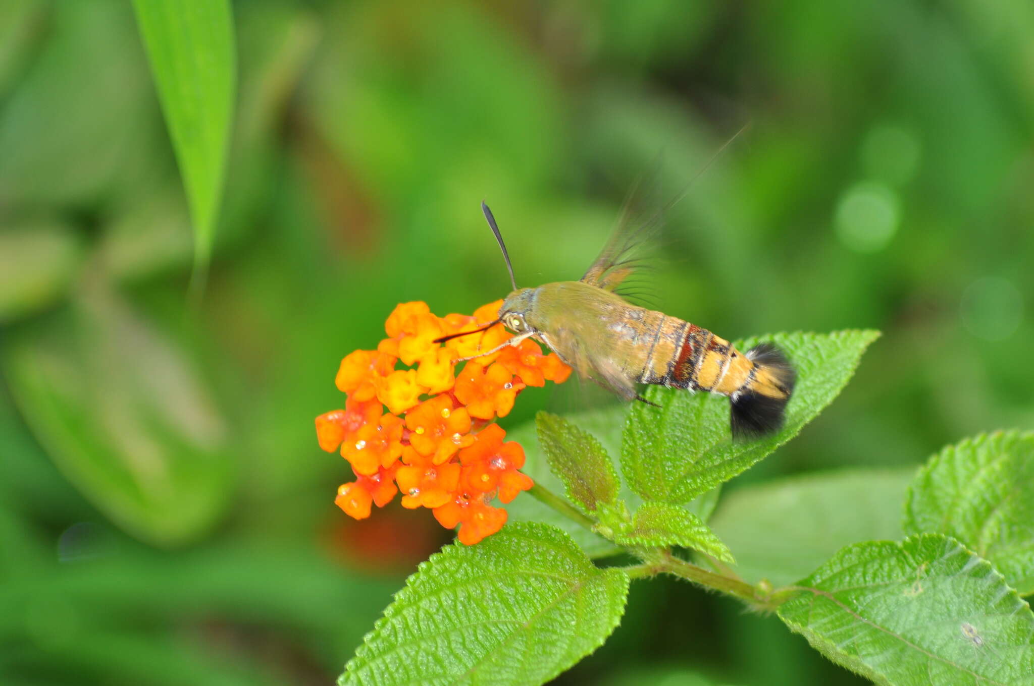 Image of Coffee Clearwing