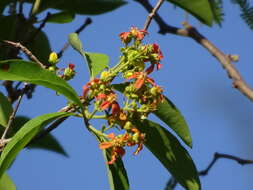 Image of Tetrapterys discolor (G. Meyer) DC.