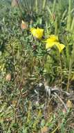 Image of four-petal st. johns wort