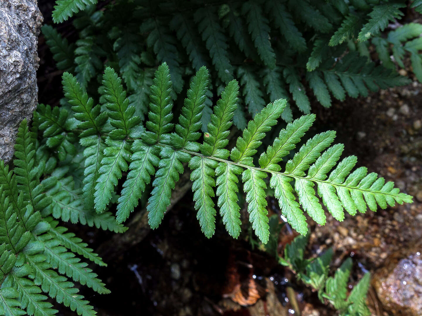 Sivun Dryopteris cambrensis subsp. cambrensis kuva