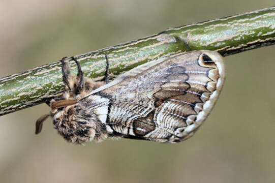 Image of Brahmaea europaea Hartig 1963