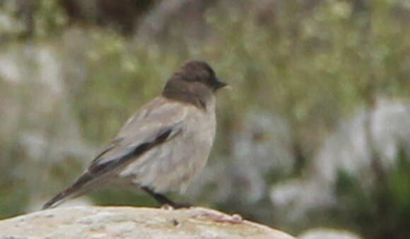 Image of Black-headed Mountain-Finch