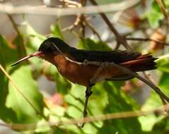 Image of Cinnamon Hummingbird