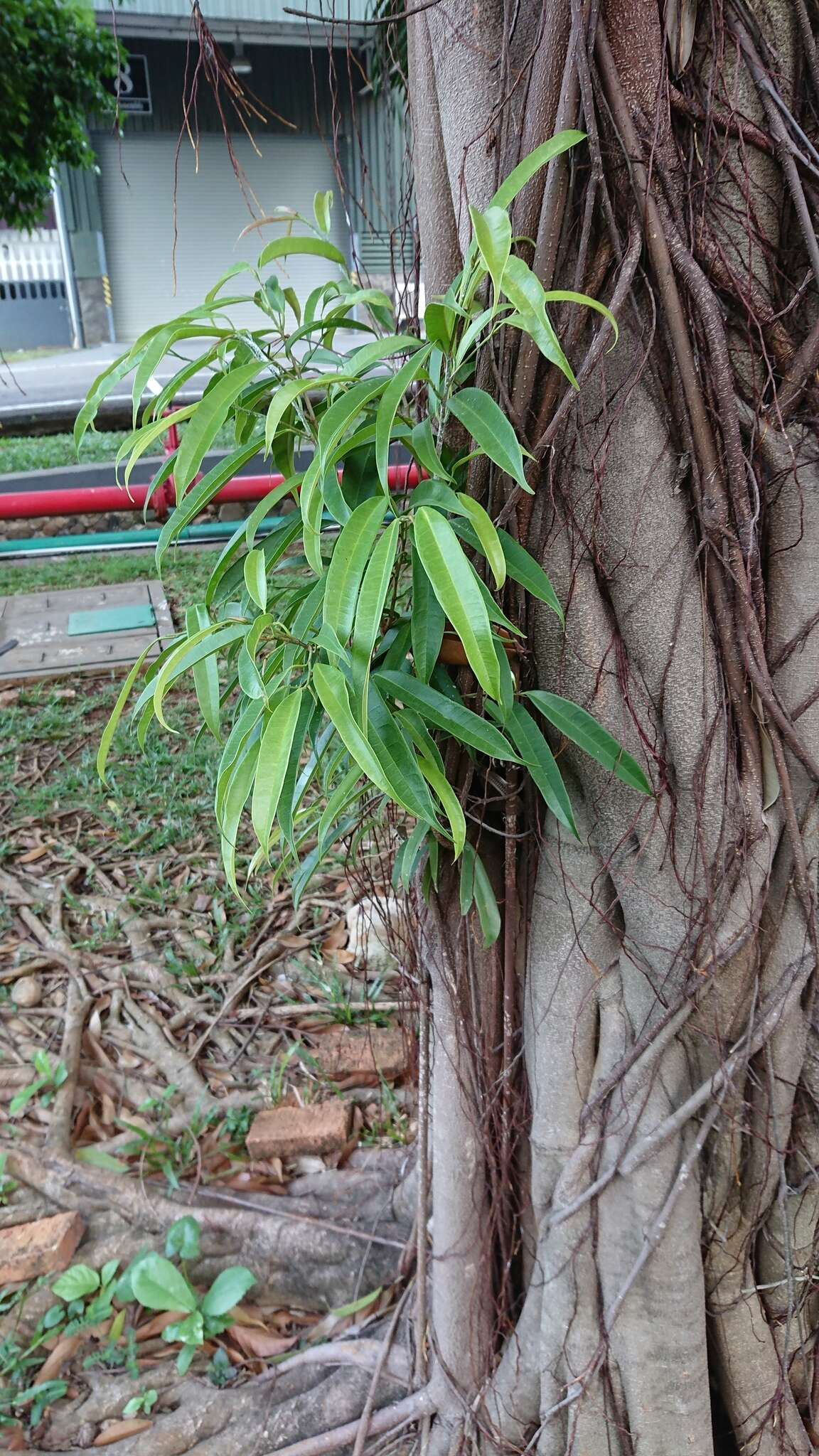 Ficus binnendijkii (Miq.) Miq.的圖片