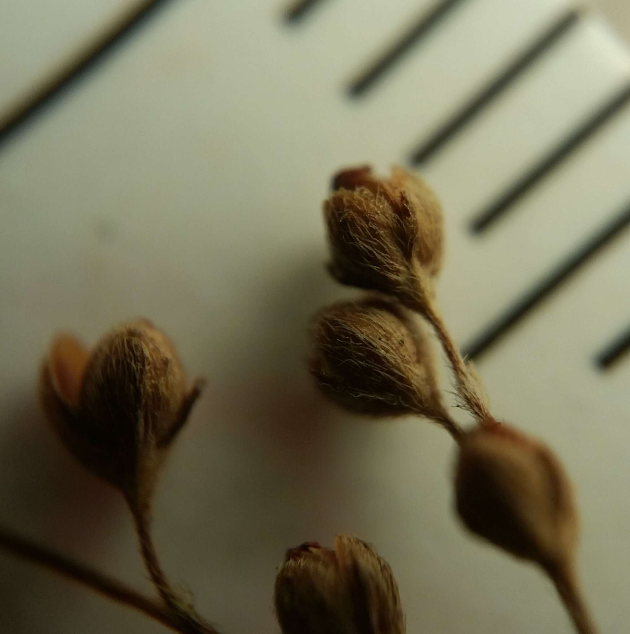 Image of Leggett's pinweed