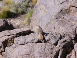 Image of Band-tailed Earthcreeper