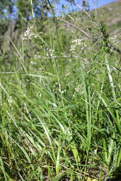 Plancia ëd Galium paniculatum (Bunge) Pobed.