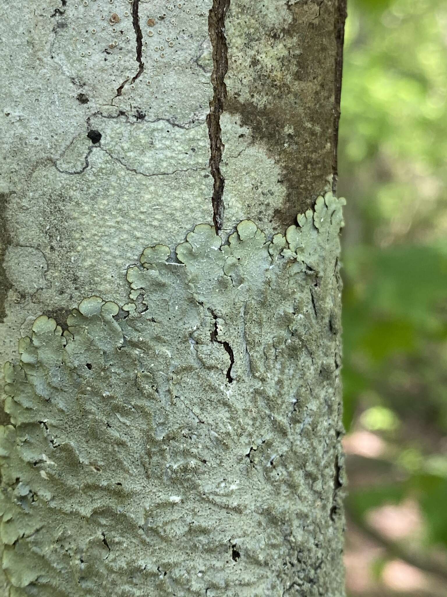 Image of Carolina canoparmelia lichen