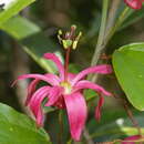 Image of Passiflora cubensis Urb.