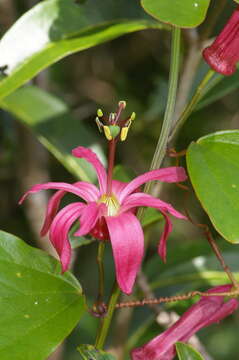 Passiflora cubensis Urb.的圖片