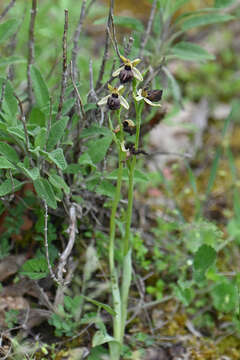 Image of Ophrys sphegodes subsp. epirotica (Renz) Gölz & H. R. Reinhard