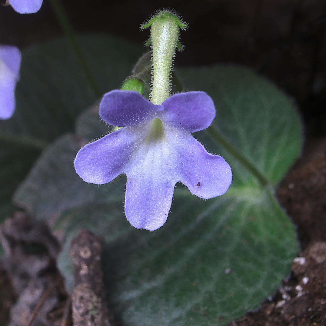 Plancia ëd Streptocarpus prolixus C. B. Clarke