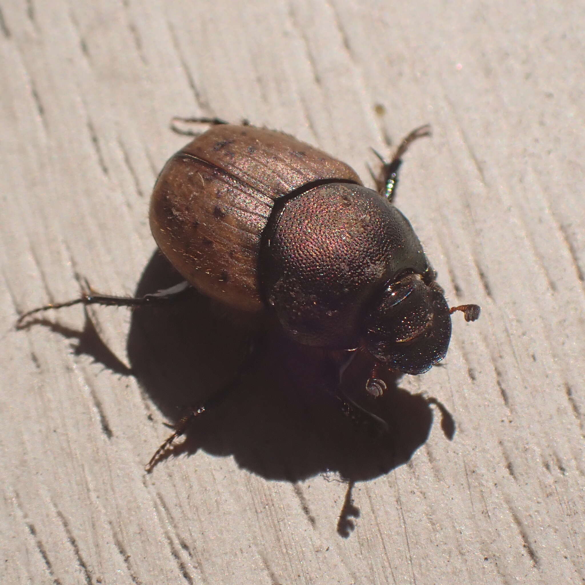 Слика од Onthophagus (Palaeonthophagus) coenobita (Herbst 1783)