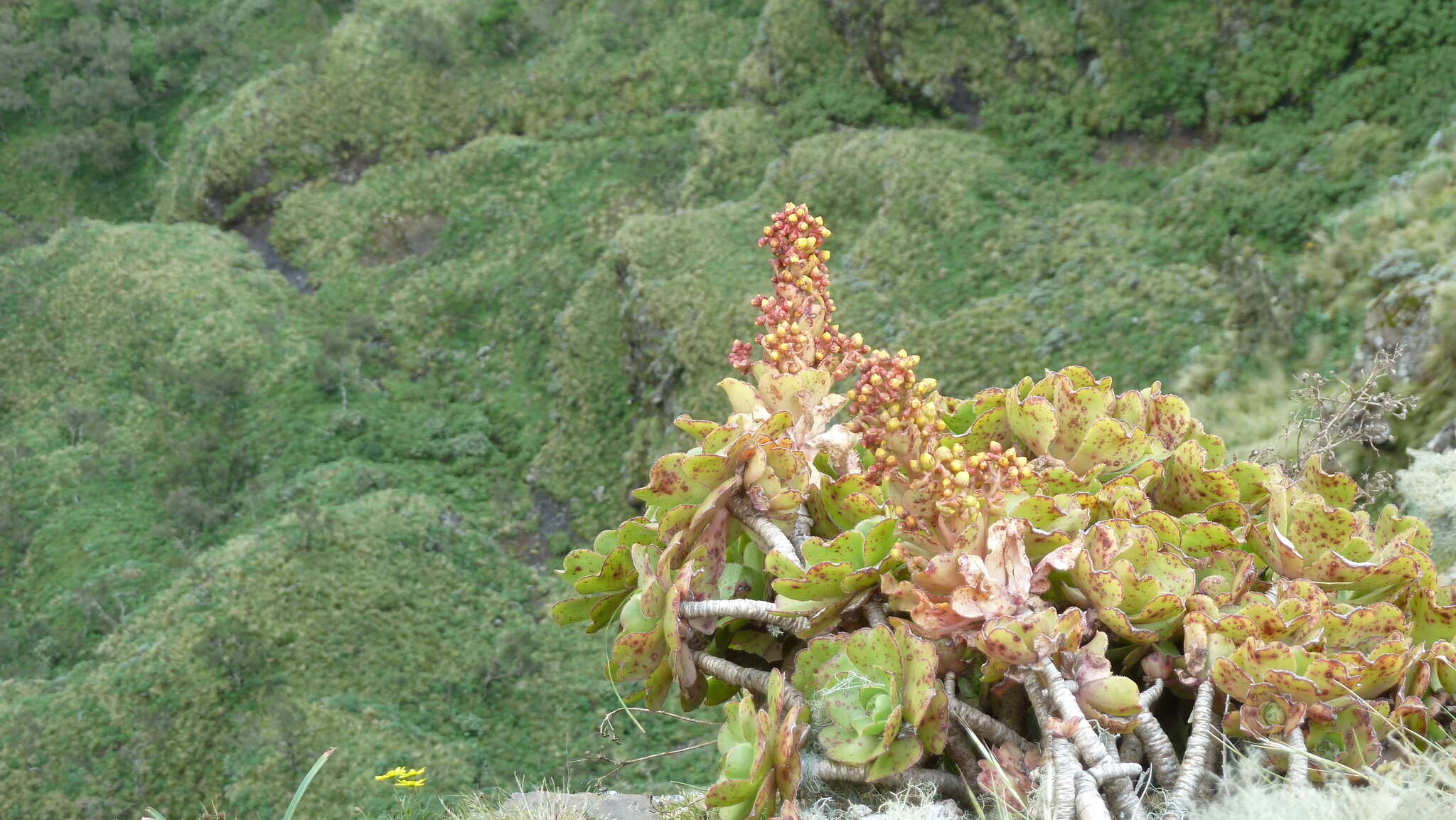 Image of Aeonium leucoblepharum Webb ex A. Rich.