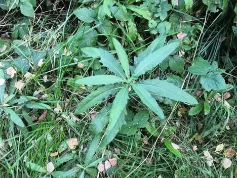 Image of Cirsium arvense var. integrifolium Wimmer & Grabowski