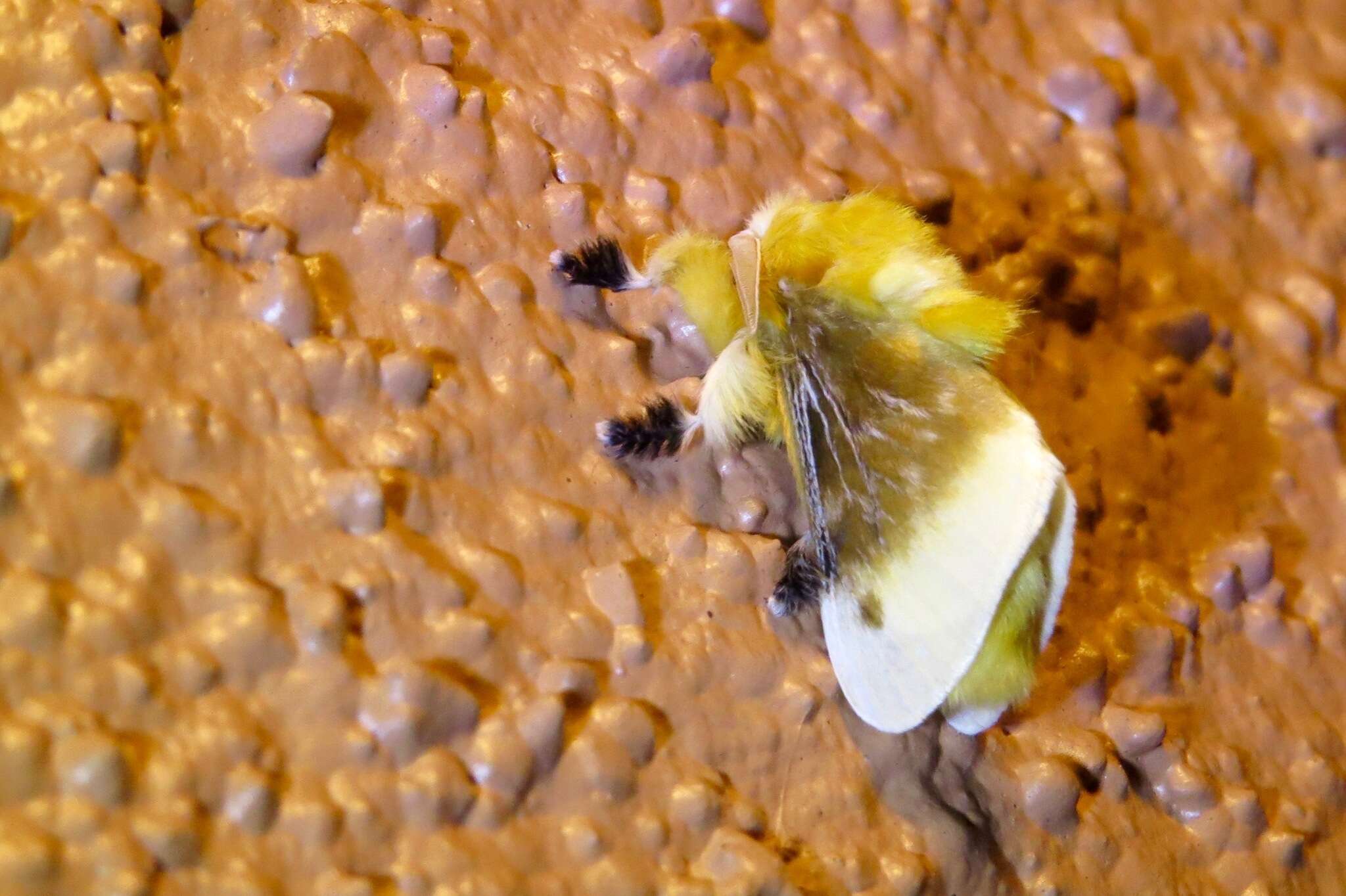 Image of Southern Flannel Moth