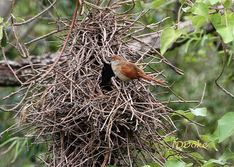 Image of Greater Thornbird