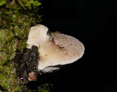 Cyanosporus subcaesius resmi