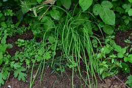 Image of Allium macrostemon Bunge