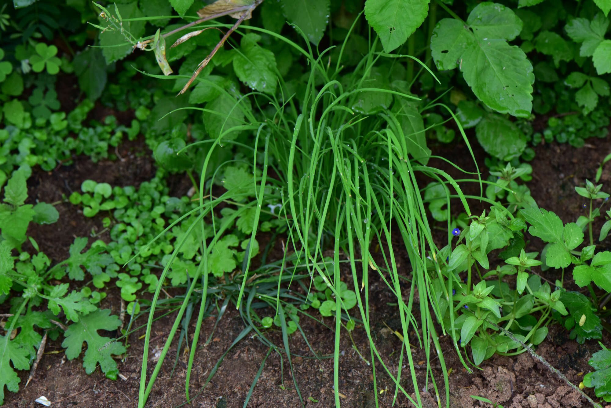 Image of Allium macrostemon Bunge