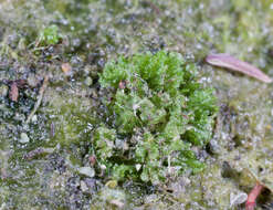 Image of hornwort