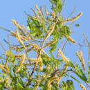 Image of Senegalia ferruginea (DC.) Pedley
