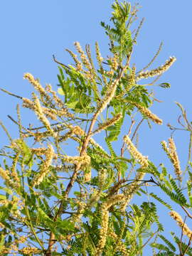 Image of Senegalia ferruginea (DC.) Pedley