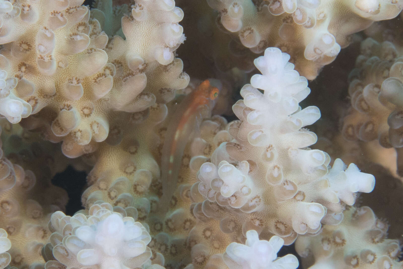 Image of Blueline coralgoby