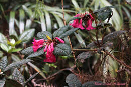 صورة Rhododendron rugosum Low ex Hook. fil.