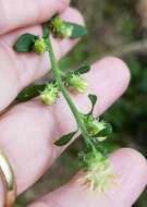 Image of Rayless Mock Goldenrod