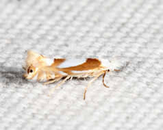 Image of Phyllonorycter fitchella (Clemens 1860)