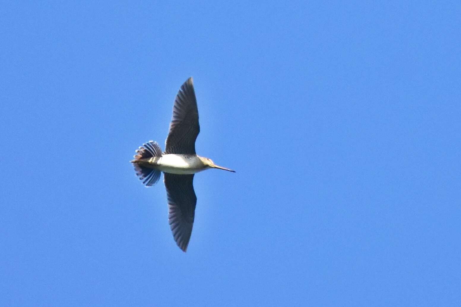 Image of Swinhoe's Snipe