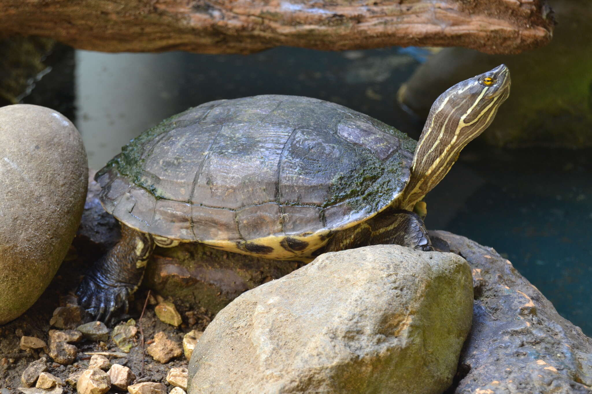 Image of Trachemys stejnegeri vicina (Barbour & Carr 1940)