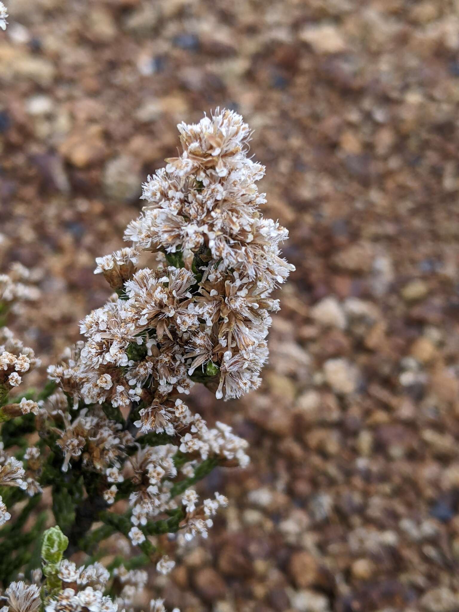 Image of Ozothamnus hookeri Sond.