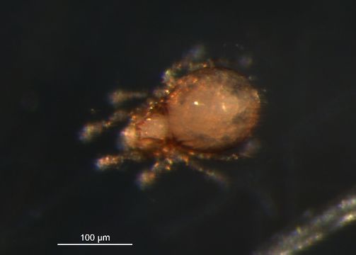 Image of Quadroppia