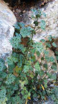 Image of Urtica bianorii (Knoche) Paiva