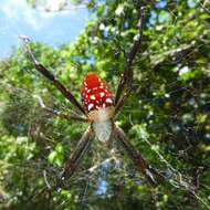 Imagem de Cyrtophora moluccensis cupidinea (Thorell 1875)