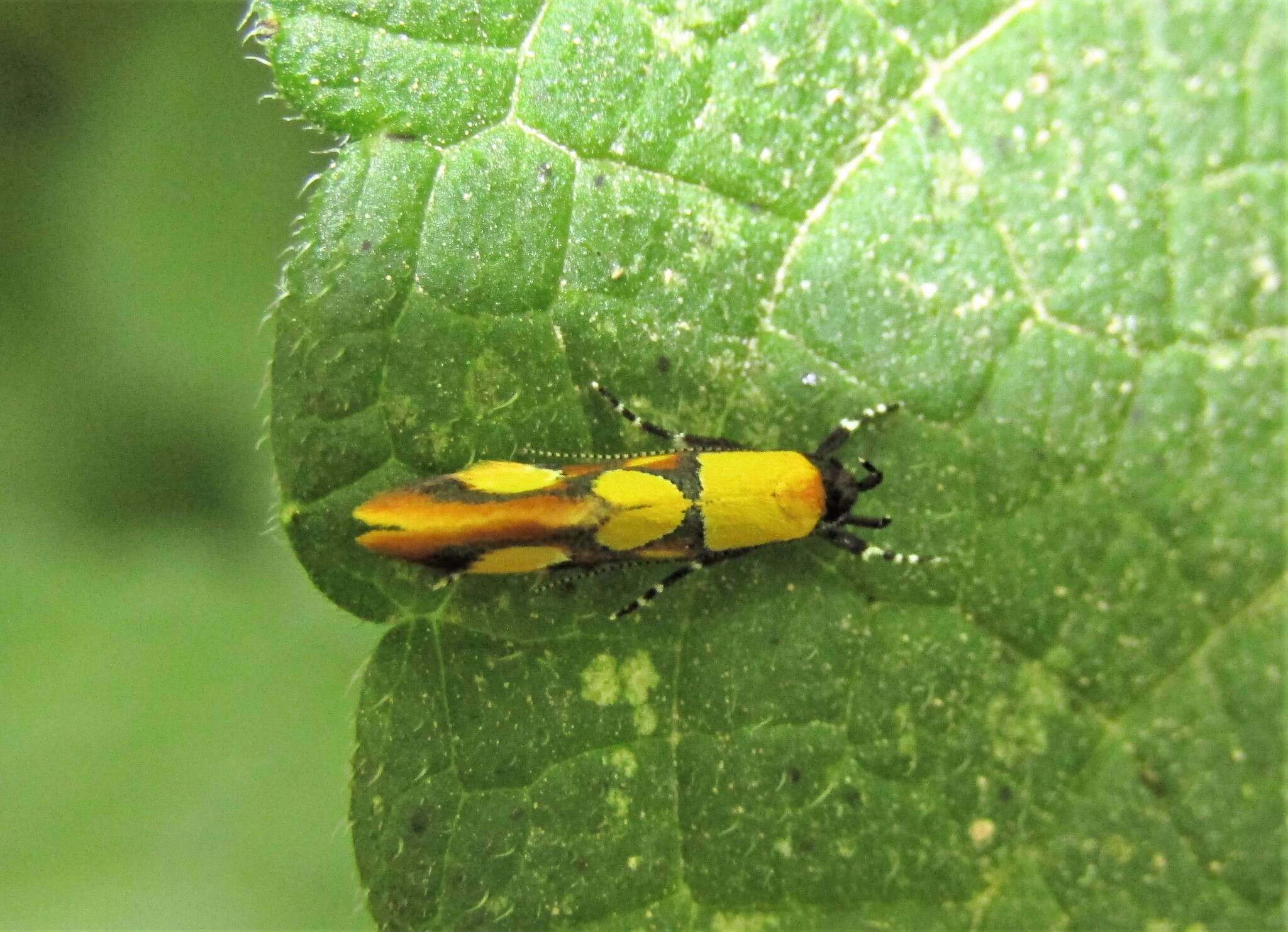 Image of Epicallima icterinella (Mann 1867)